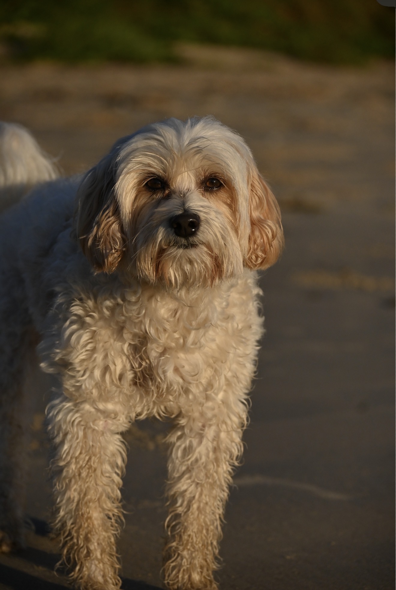 Dog on sand