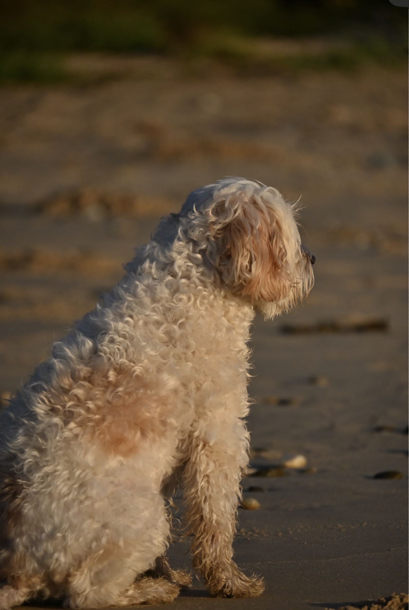 Dog at the beach