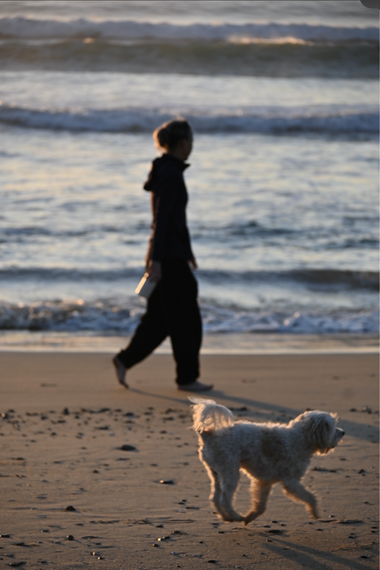 Golden retriever in golden hour sunlight