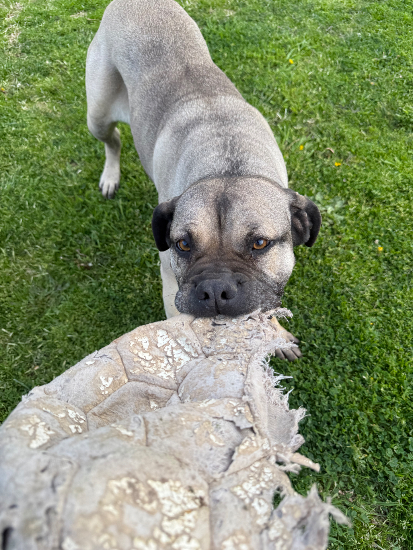 Diesel the Neo Mastiff