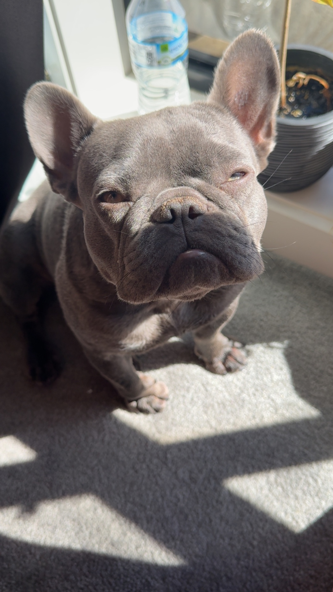 Hope the Miniature French Bulldog